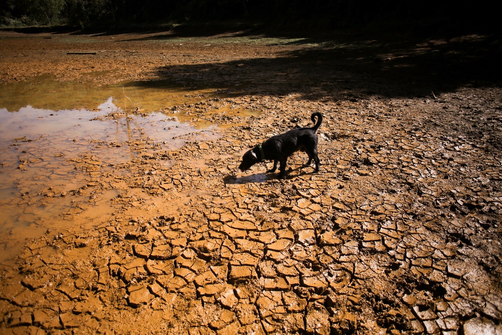 A dog at the dried-up Guarne Lagoon in Arvi Park, Colombia (Reuters)