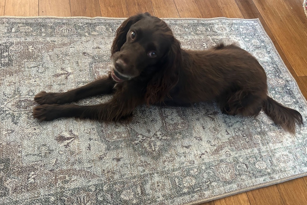 I loved the look of this rug (Ali Howard/The Independent)