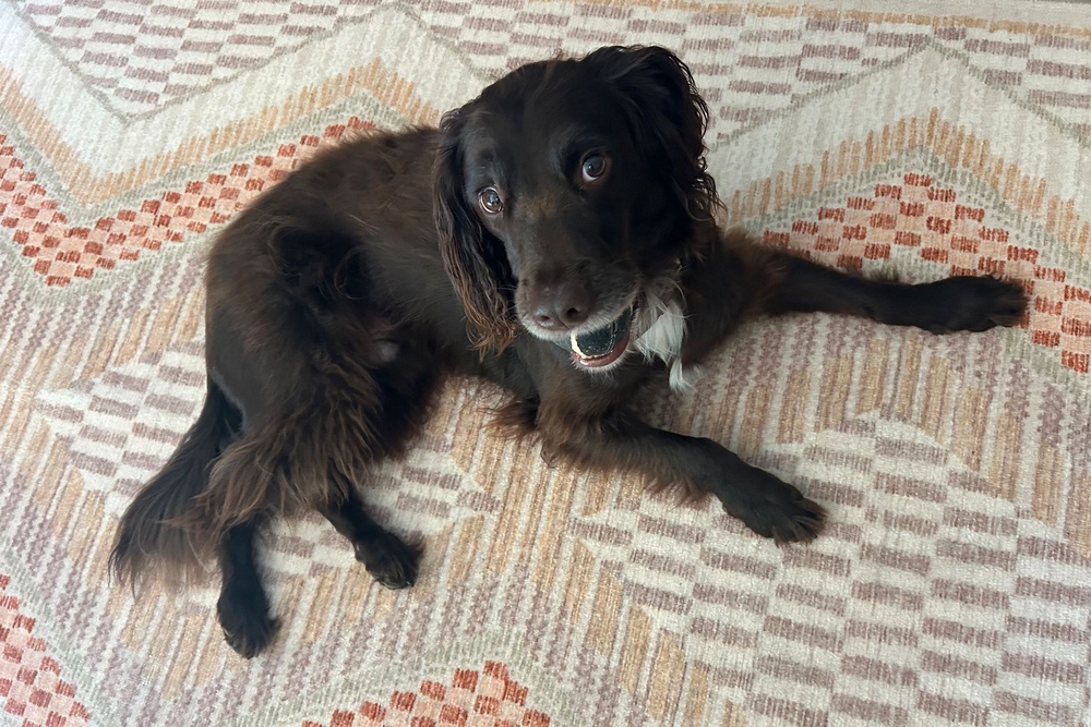 Washable rugs are built to handle everyday wear and tear (Ali Howard/The Independent)