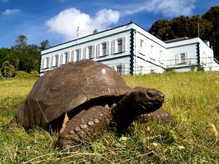 Jonathan, pictured in front of Plantation House, has the genes of a five-year-old to keep his cells full of energy (Photo by Joe Hollins, Retired Senior Veterinary Officer, St. Helena Agriculture and Natural Resources Division)