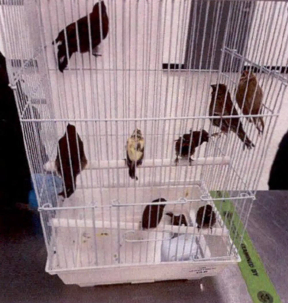 During a pat-down, authorities allegedly found six plastic tubes sewn into his underwear that contained eight yellow-faced grassquits and two blue grosbeaks (U.S. District Court for the Southern District of Florida)