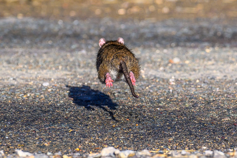 Direct Line Landlord Insurance said rodent-related claims made under landlord emergency cover spiked by 57 per cent between September and October 2025 (Alamy/PA)