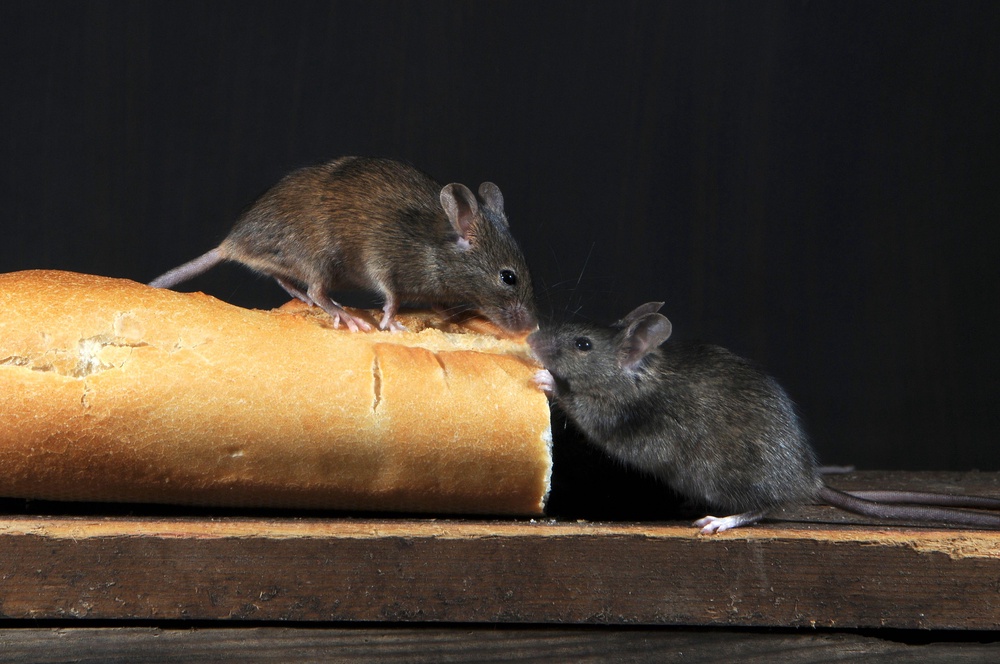 Experts say keeping food stored securely and clearing away crumbs and spillages quickly can help prevent infestations (Alamy/PA)