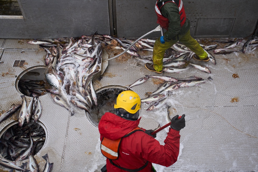 Over a four-day trip aboard the F/V Progress, the vessel caught around 210 chum salmon (Copyright 2026 The Associated Press. All rights reserved)