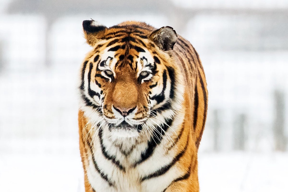 Image from: Yorkshire tiger latest: Man dies after being attacked by big cat in wildlife park enclosure