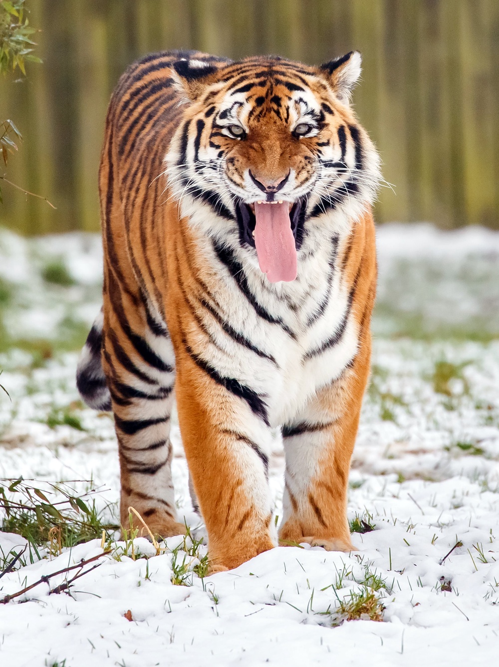 An Amur tiger at Yorkshire Wildlife Park in Doncaster (PA) (PA Archive)