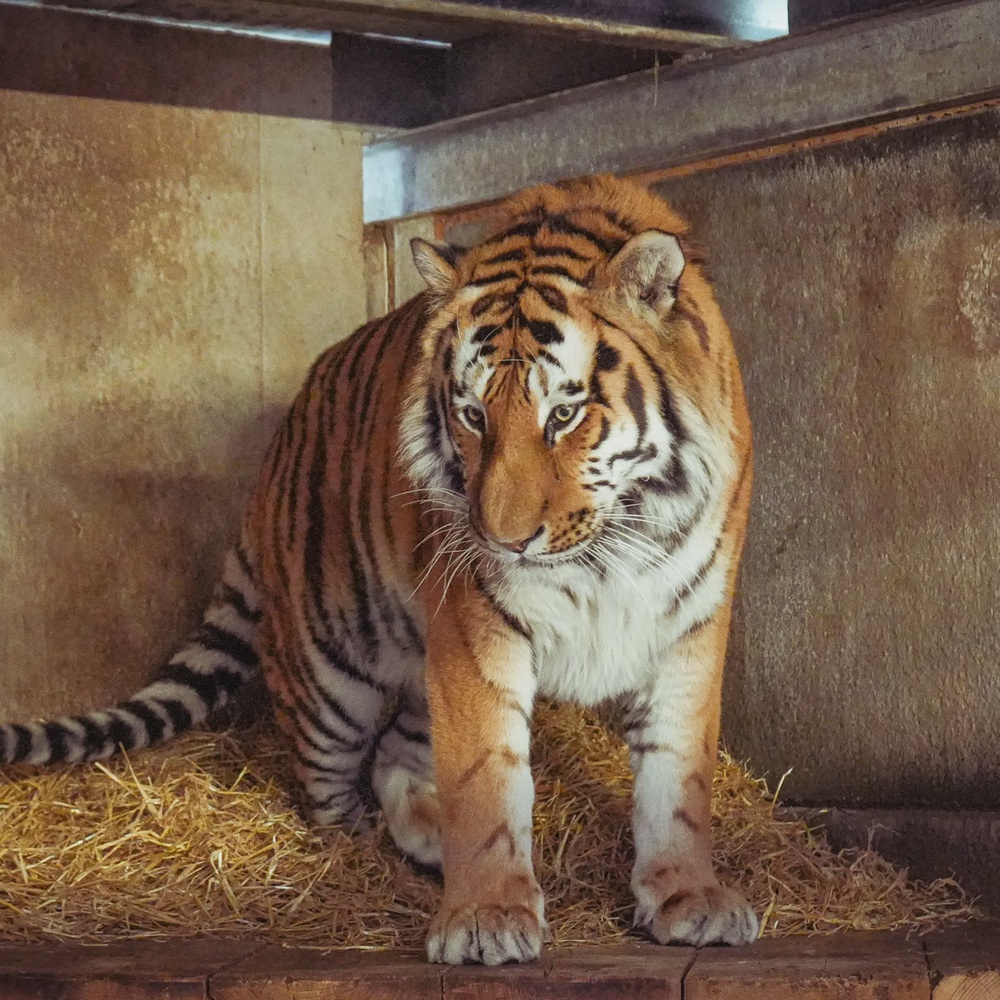 Altai the tiger will not be euthanised following the attack, zookeepers said (Yorkshire Wildlife Park)