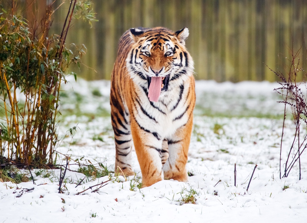 The incident took place inside the Amur tiger enclosure at the park (PA/Danny Lawson) (PA Wire)