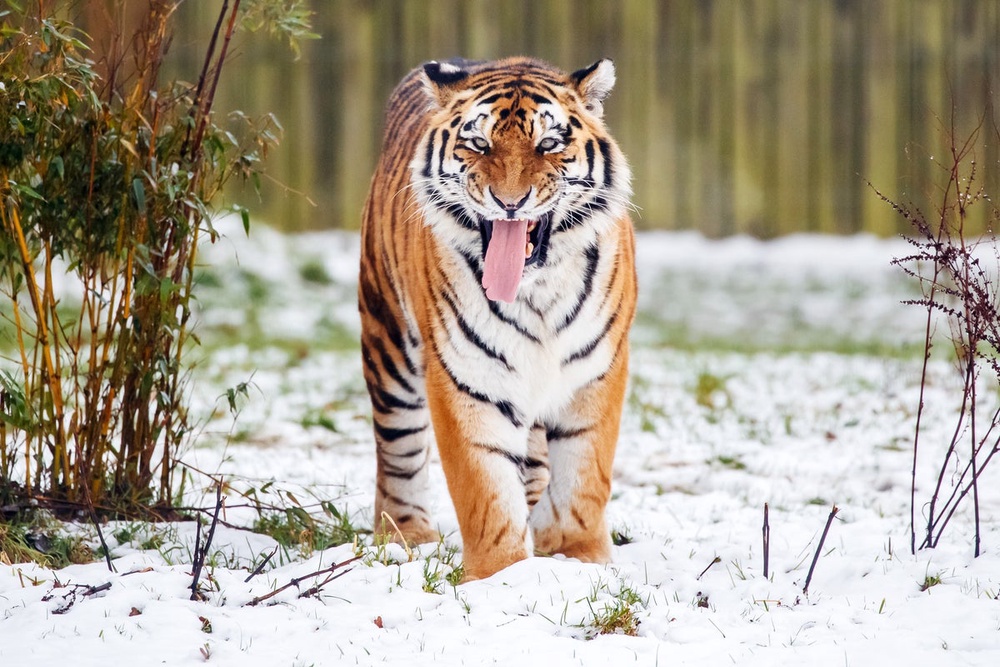 Image from: Yorkshire tiger latest: Man killed was visiting park alone, say police, as investigation launched