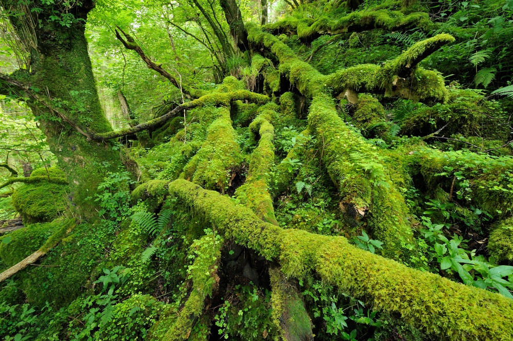 Climate change making rainforest restoration ‘more complicated’, expert ...