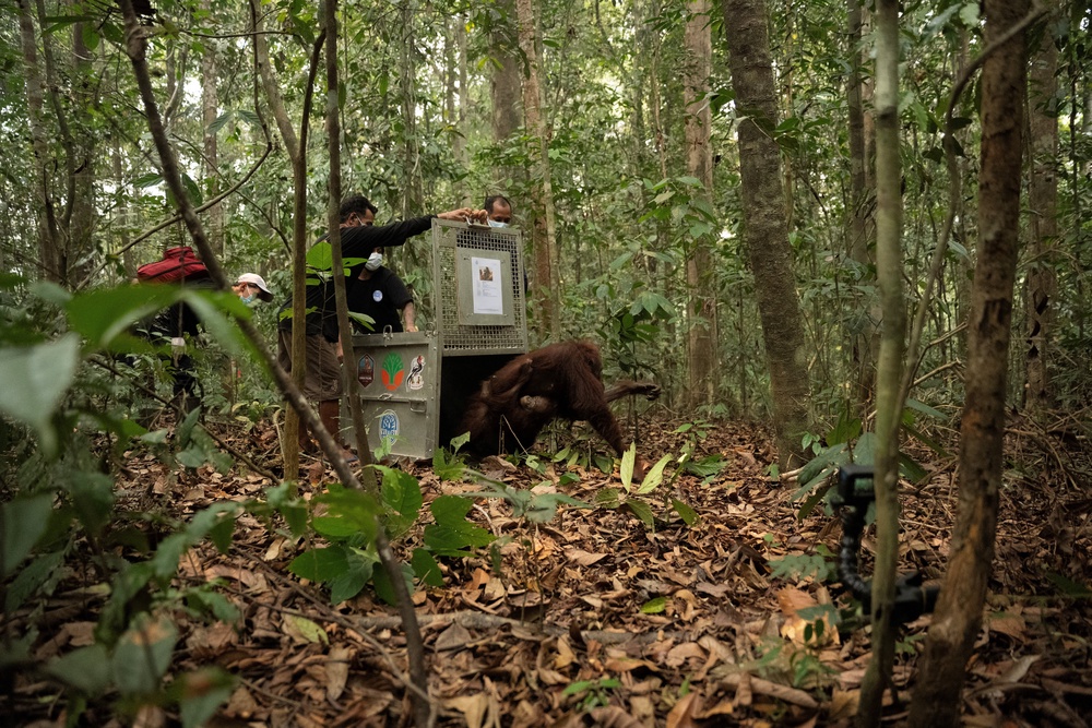 Mama Novi and her baby Novi, who were rescued from an area affected by wildfires, leave a cage as they are translocated to Batu Nyambu protected forest area, in Ketapang regency, West Kalimantan province, Indonesia (Reuters)