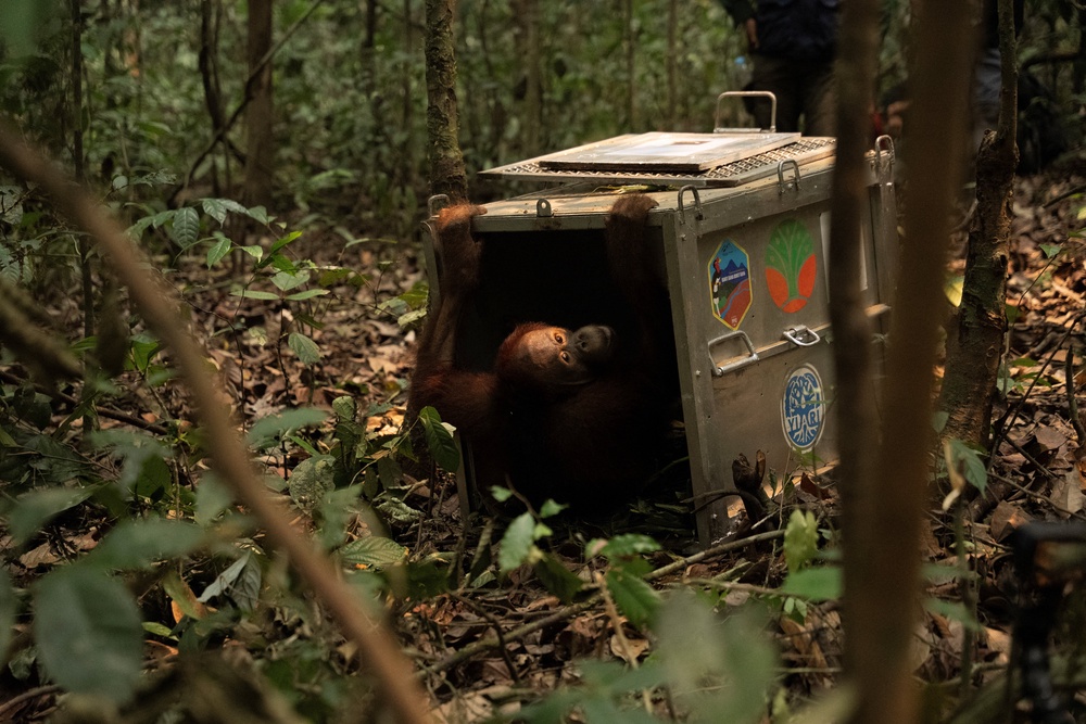 A Borneo orangutan (Pongo pygmaeus) named Novan, who was rescued from an area affected by wildfires, looks on from a cage during translocation at Batu Nyambu protected forest area in Ketapang regency, West Kalimantan province, Indonesia (Reuters)