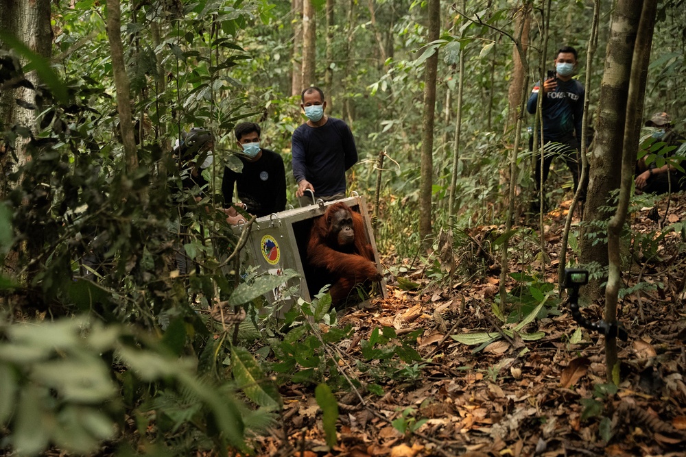 A Borneo orangutan (Pongo pygmaeus) named Mama Lifa, along with her baby Lifa (unseen), who were rescued from an area affected by wildfires, leave the cage during translocation at Batu Nyambu protected forest area in Ketapang regency, West Kalimantan province, Indonesia (Reuters)