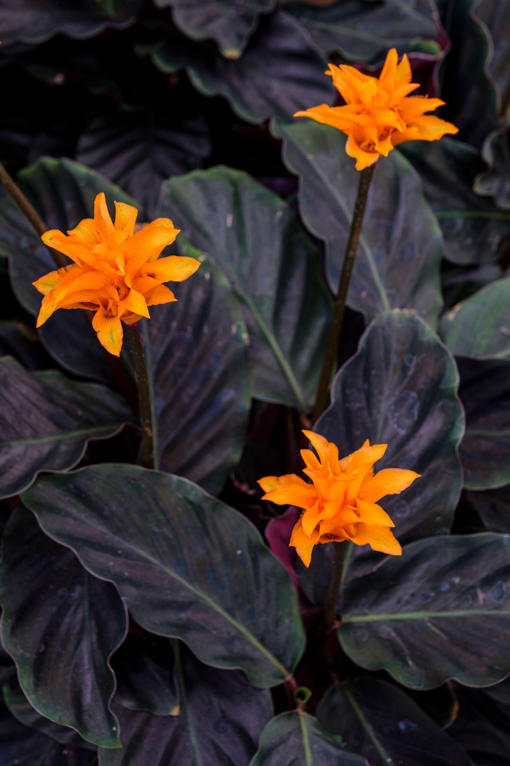 Calathea crocata in flower (Alamy/PA) (Alamy/PA)