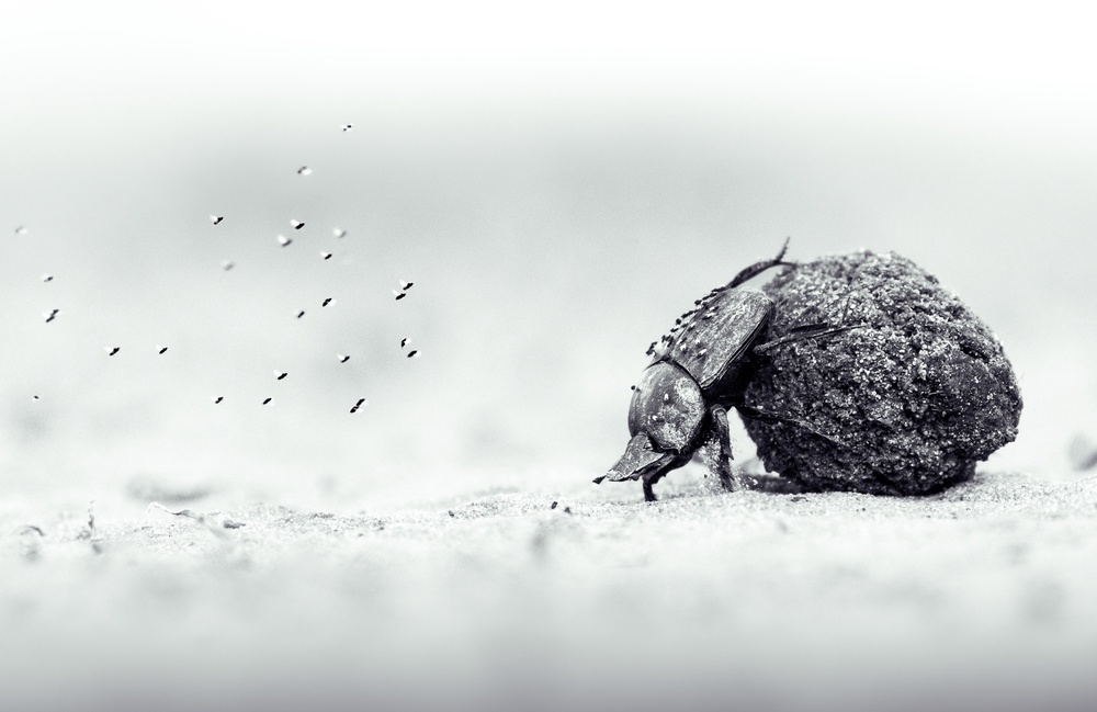 A dung beetle pushing a ball of dung, by then-14-year-old Oscar Whitfield (Oscar Whitfield)