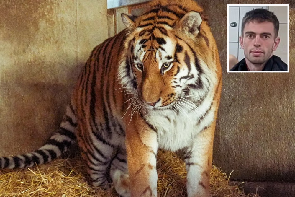 Image from: Yorkshire tiger latest: Victim’s family hits out at ‘deeply offensive’ online content as Trump AI video prompts fury