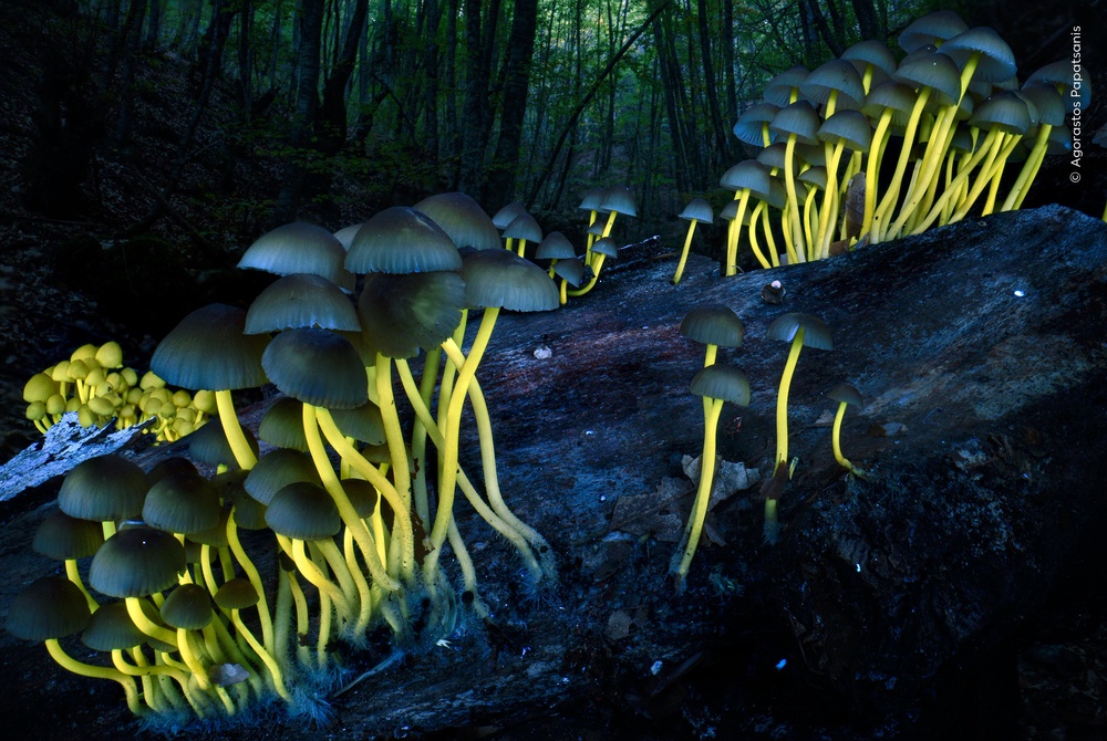 Category winners include this fluorescent shot of fungi (Agorastos Papatsanis/Wildlife Photographer of the Year/PA)