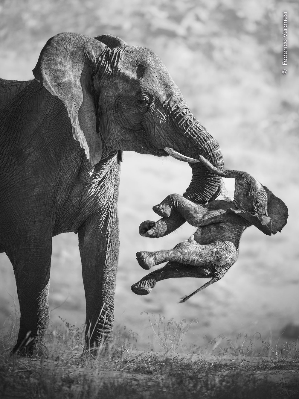 The winning image was selected from more than 65,000 entries (Federico Veronesi/Wildlife Photographer of the Year/PA)