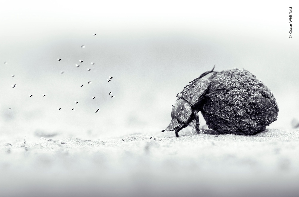 This image of a dung beetle won the Young Wildlife Photographer of the Year contest (Oscar Whitfield/Wildlife Photographer of the Year/PA)