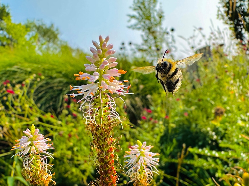 British youngster Amelie Davis captured this winning image on her dad’s smartphone (Amelie Davis/Wildlife Photographer of the Year/PA)