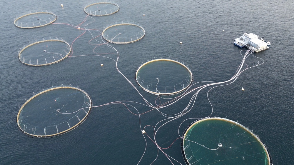 Norway's fish farms are feeding their salmon an increasingly vegetarian diet in order to make their businesses more sustainable (AFP via Getty)