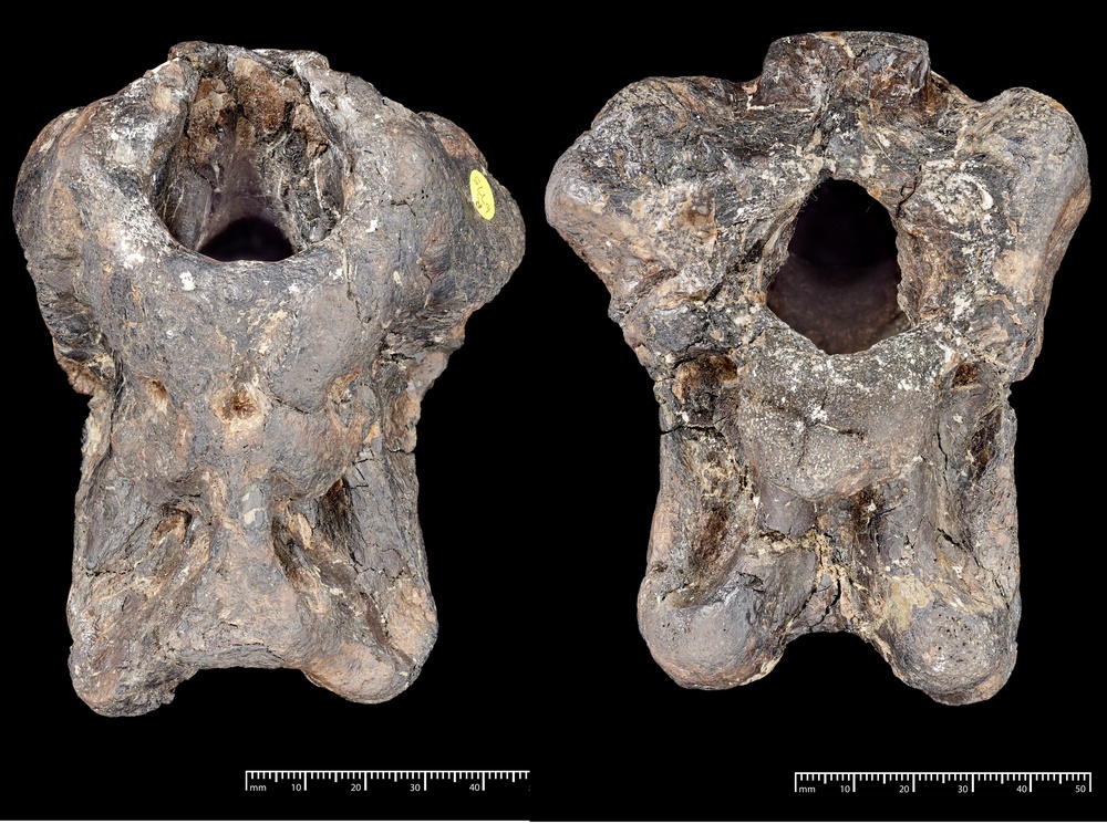 The oval hole in the fossil is where the brain would have been (The Trustees of the Natural History Museum, London/PA) (PA Media)