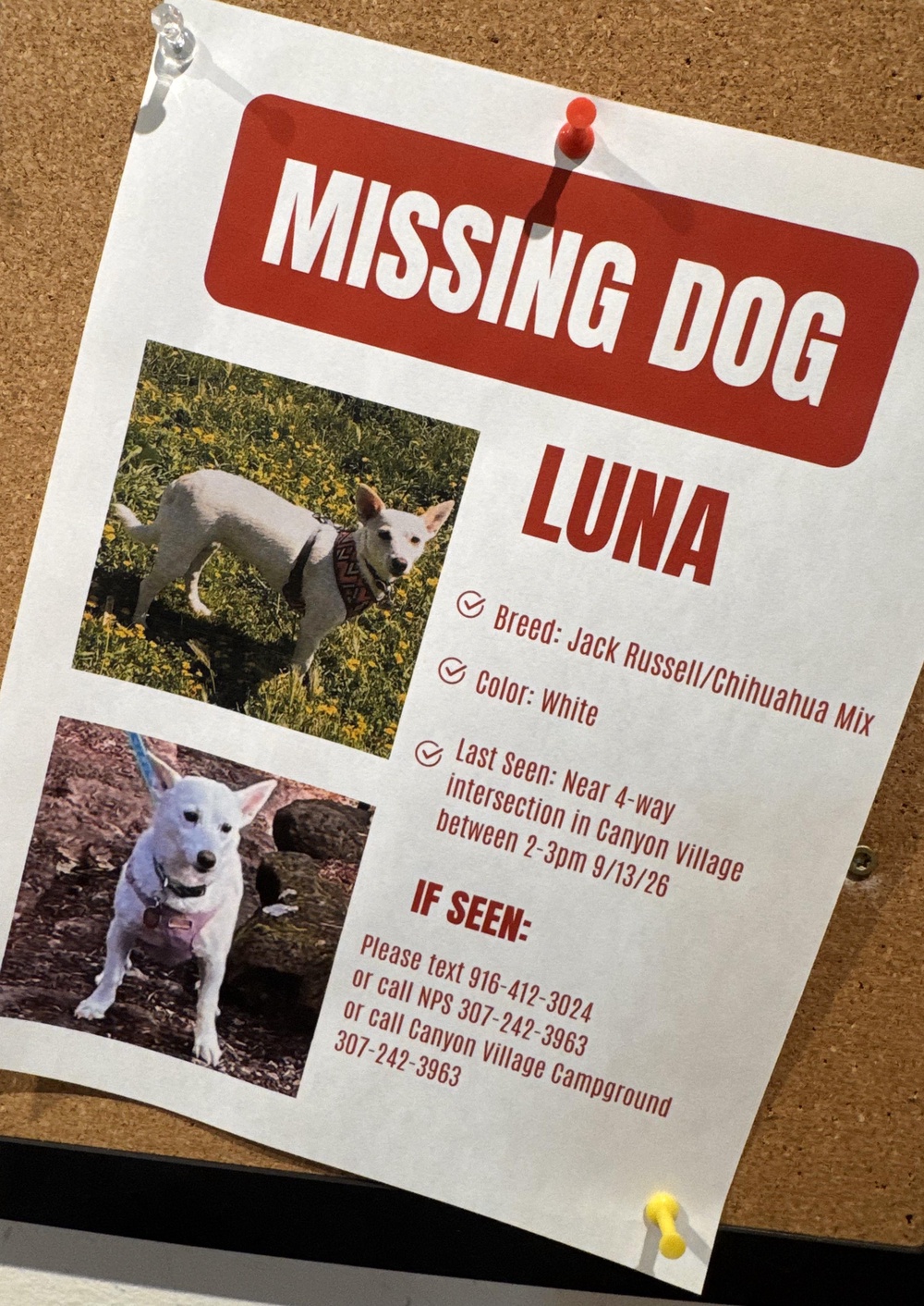 This photo made with a smartphone and provided by Marie Jaskula shows a poster, created by Katie Boucher, asking for information about a missing dog named Luna (AP)