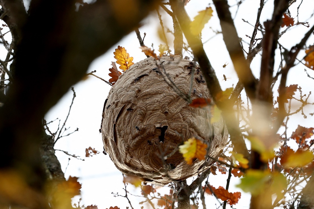Asian hornet nests can grow to the size of a football. (AFP/Getty)