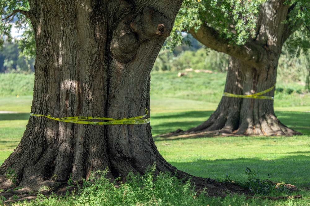 Preservation groups argue that the abrupt tree removal was ‘a deliberate effort’ to bypass judicial scrutiny and ‘jeopardize a protected historic resource’ (AP)