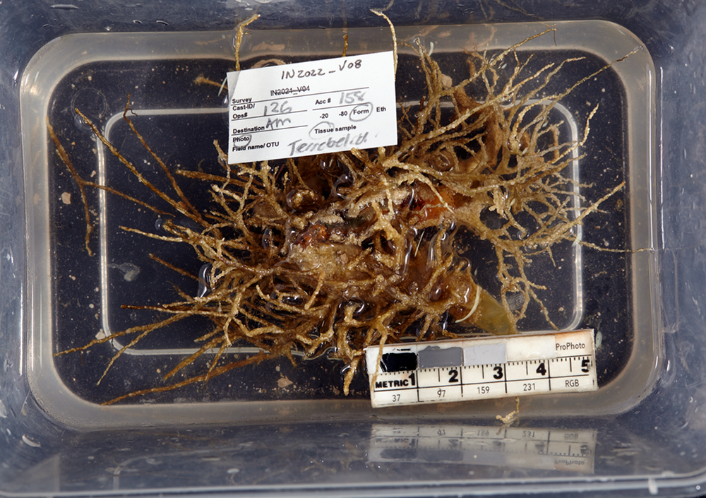 Terebellosuctoria (CSIRO)
