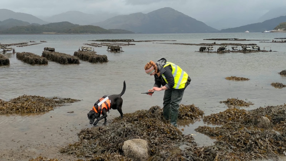 Six-year-old Sgiath is trained to look for the invasive sea creature (IFAW)