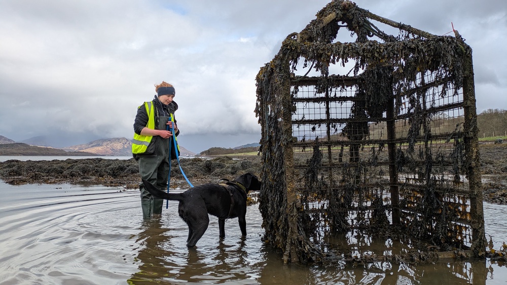 Sgiath can recognise the scent of the sea vomit creatures among other marine life (IFAW)
