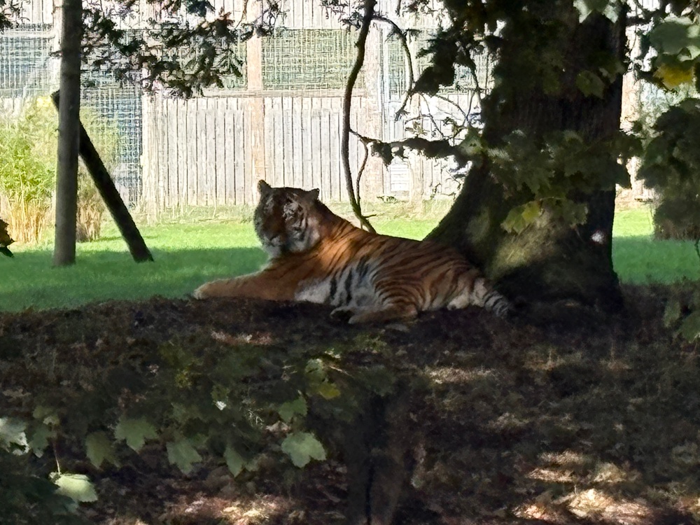 Siberian tiger Altai in the Land of the Tigers enclosure at Yorkshire Wildlife Park in Doncaster, which has reopened for visitors nearly a week after a young man was mauled to death by one of its tigers. (PA)