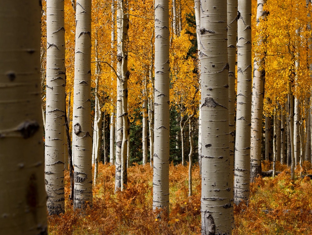 White-barked aspen trees stand among yellow and orange fall foliage on the San Francisco Peaks in Flagstaff, Ariz., Thursday, Oct. 8, 2026 (AP Photo/Cheyanne Mumphrey)