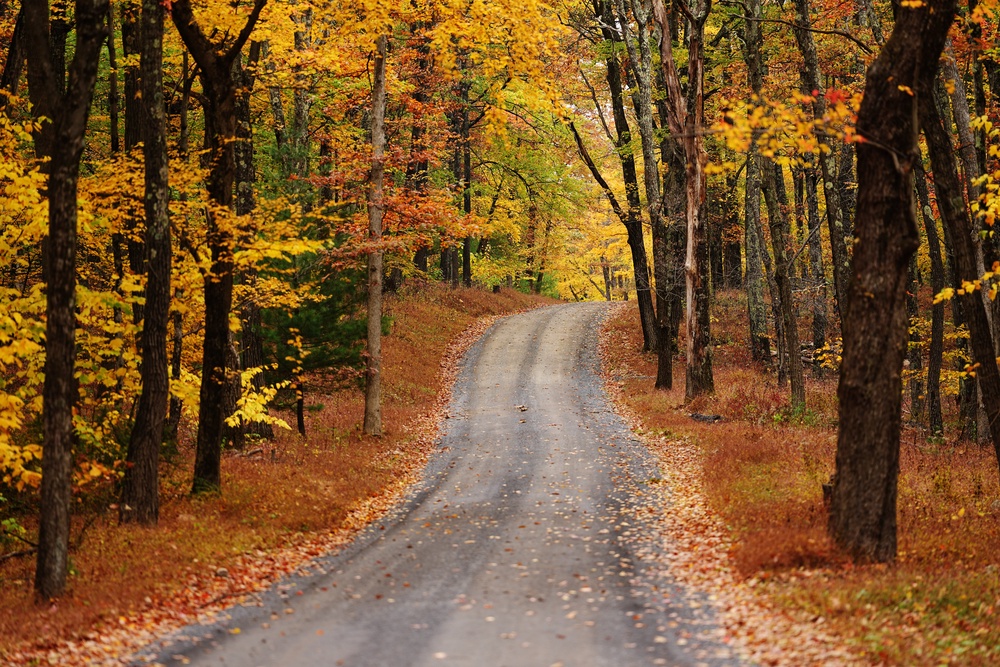 Autumn leaves are seen along the Siglerville Millheim Pike near Milroy, Pa., Wednesday, Oct. 14, 2026 (AP Photo/Matt Rourke)