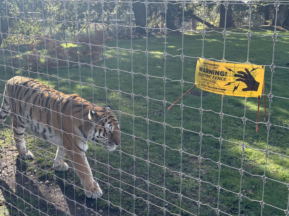 Siberian tiger Tshcuna in the Land of the Tigers enclosure at Yorkshire Wildlife Park in Doncaster (PA) (PA Wire)