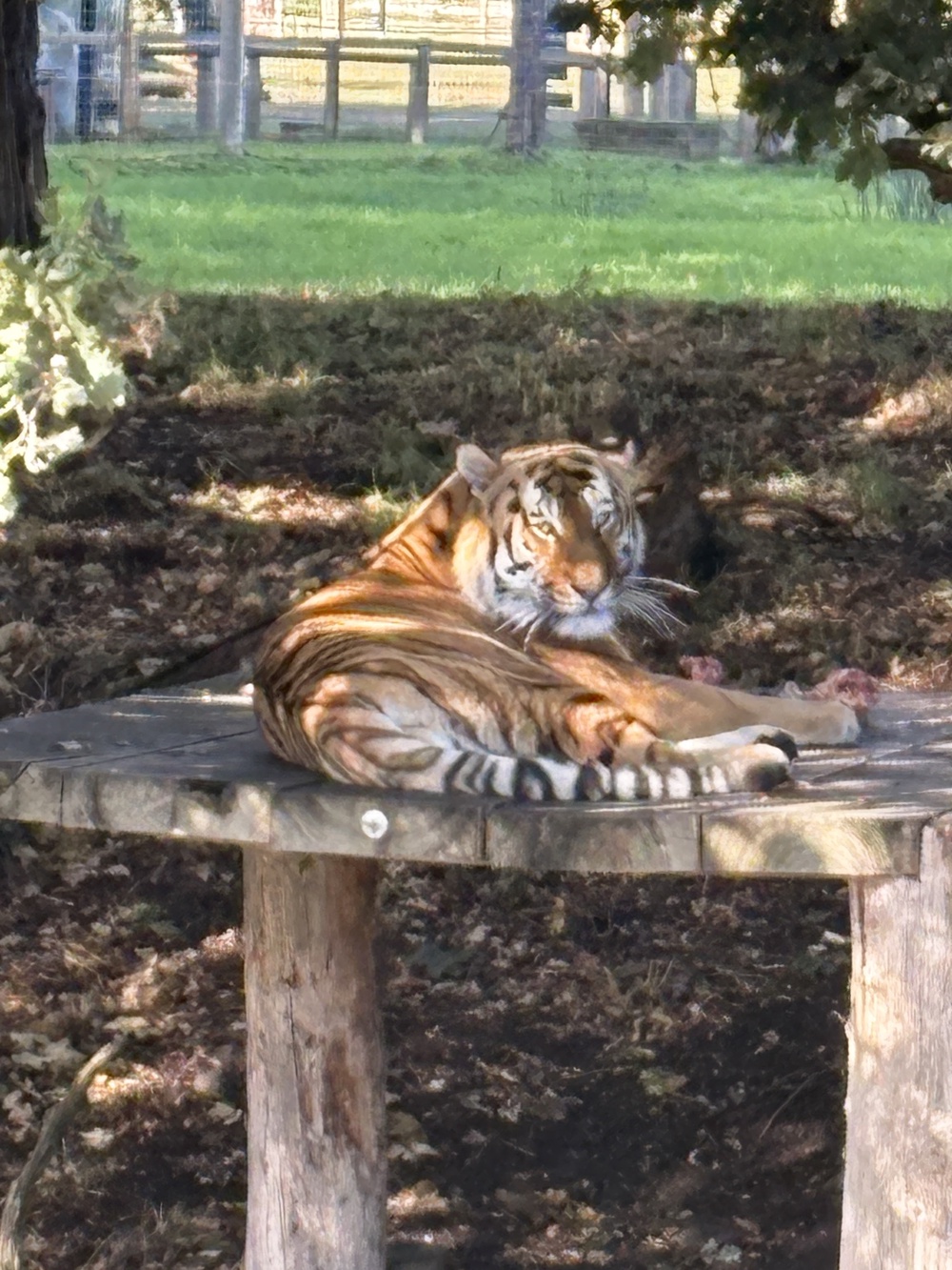 Siberian tiger Altai lying on top of a wooden platform (PA) (PA Wire)