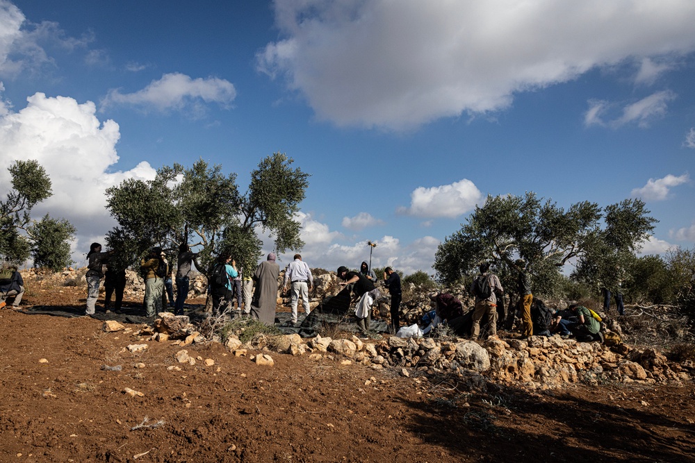 Palestinians pick olives near their homes after Israeli forces prevent them from reaching their agricultural land during the olive harvest on October 17, 2026 in Abu Falah, West Bank (Getty)