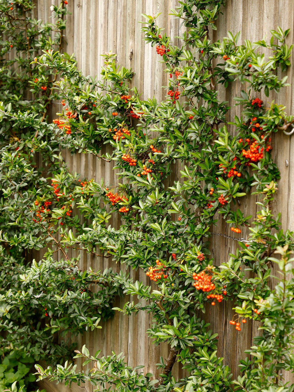 Prickly plants such as pyracantha can deter thieves (Alamy/PA)