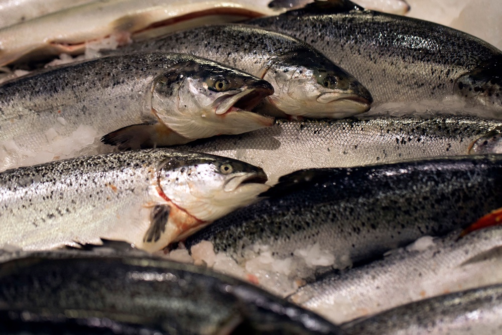 Using poultry byproducts can be a more sustainable practice for salmon farmers (AFP/Getty)
