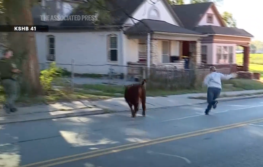 A resident tries in vain to wrangle one of the cattle (AP)