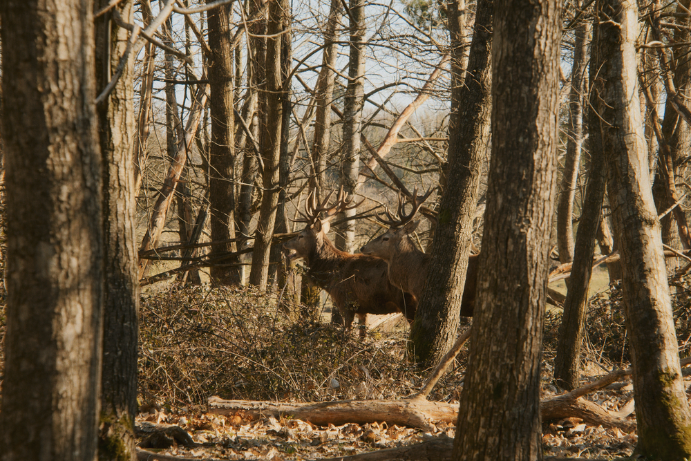 The Knepp Estate in West Sussex, where former farmland has been rewilded and free-roaming deer are managed as part of the landscape (Billy Tannery)