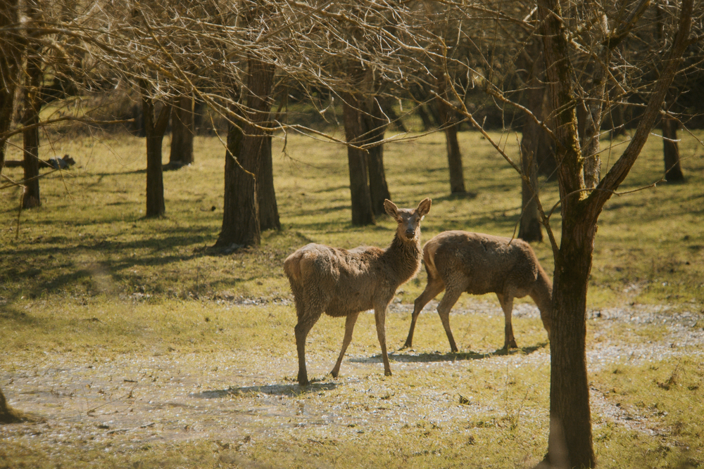 Overgrazing by growing herds stops young woodland from regenerating (Billy Tannery)