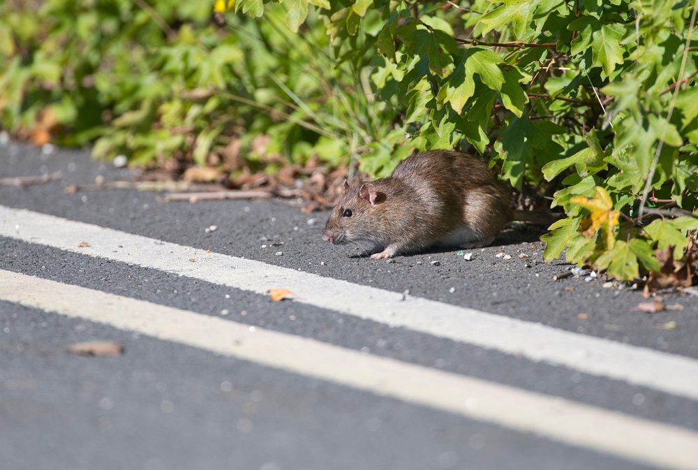Some 65 per cent of Britons have seen a rat in the past year. (Alamy/PA)
