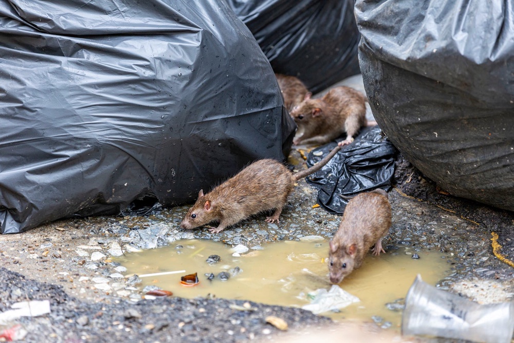 Requests for rodent control climbed 26% year-on-year in Manchester, followed by Oxford (24 per cent) and Leeds & Bradford (23 per cent). (Getty/iStock)