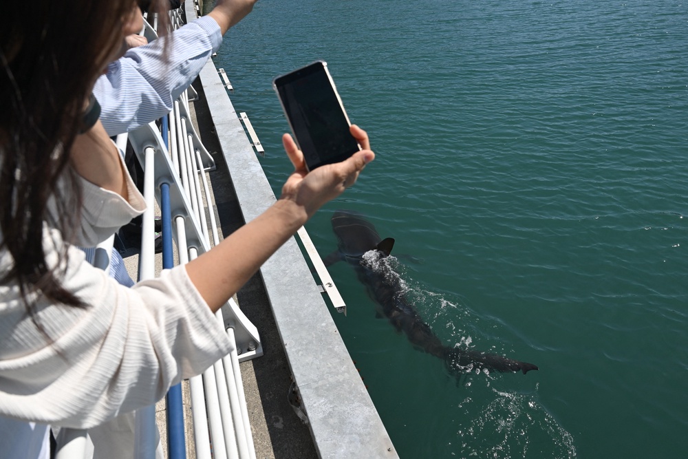 Visitors watch a 3.5-metre shark trapped in an artificial waterway in the southeastern port city of Busan (AFP/Getty)
