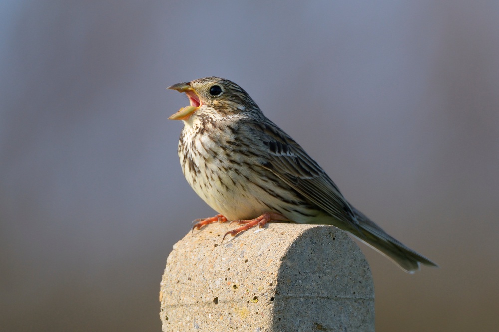 Corn buntings are doing well at Wimpole (Nick Upton/National Trust/PA)