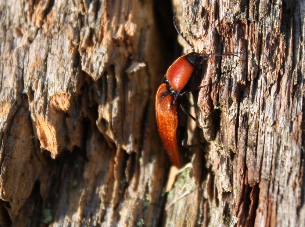 Rusty red click-beetles are found at Wimpole (National Trust/Stuart Warrington/PA)