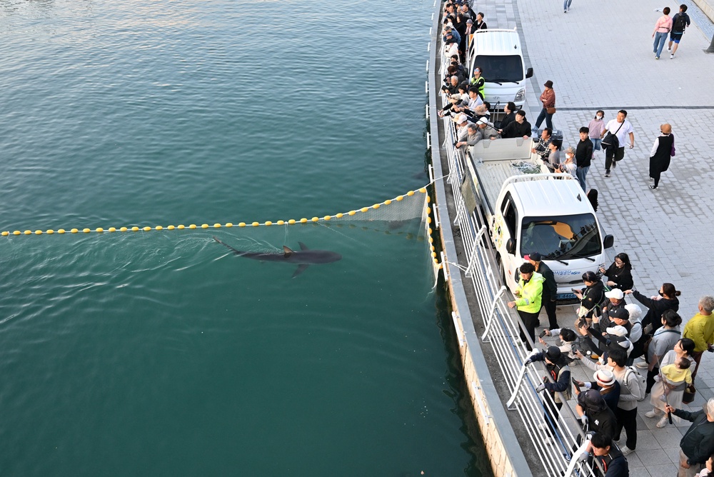 Bukang-i was first spotted in an artificial waterway at North Port Waterfront Park in the port city of Busan (AFP/Getty)