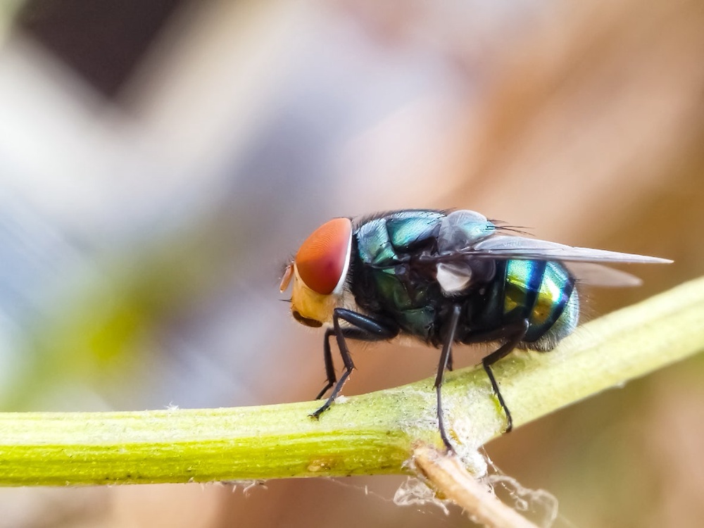 The parasite burrows into the flesh where it can lay up to 300 eggs at a time (Getty Images/iStock)